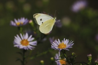 A flying Small white (Pieris rapae) surrounded by several purple flowers with a blurred green