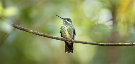 Green-fronted Brilliant Hummingbird (Heliodoxa jacula) sitting on a branch, Monteverde Cloud