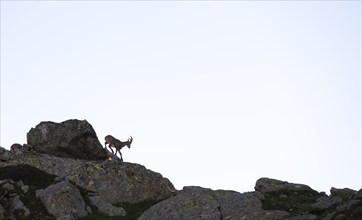 Alpine ibex (Capra ibex), on rocks, silhouette against bright sky, Aiguille Rouges, Chamonix,