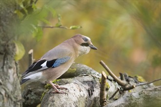 A jay (Garrulus glandarius) sitting on a branch in an autumnal setting, Hesse, Germany, Europe