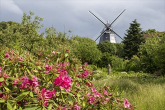 Historic windmill, rhododendron in the foreground, park at the mill, Wyk, Föhr, North Sea island,