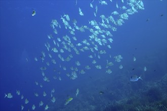 School of fish, group, school of common two-banded seabream (Diplodus vulgaris) in the