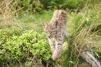 Eurasian lynx (Lynx lynx) youngster walking through the forest, Bavaria, Germany, Europe