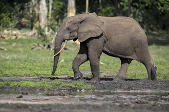 African forest elephant (Loxodonta cyclotis) in the Dzanga Bai forest clearing, Dzanga-Ndoki