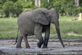 African forest elephant (Loxodonta cyclotis) in the Dzanga Bai forest clearing, Dzanga-Ndoki