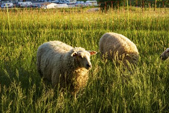 Sheep grazing in a meadow in the evening light, Swabian Alb, Münsingen, Baden-Württemberg, Germany,