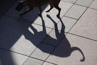 Dog with shadow, Saxony, Germany, Europe