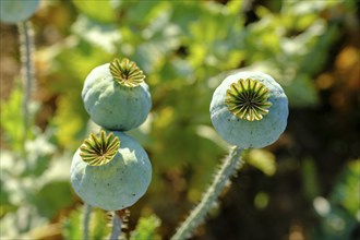 Poppy, (Papaver somniferum), poppy field, Waldviertel grey poppy, poppy village Armschlag,