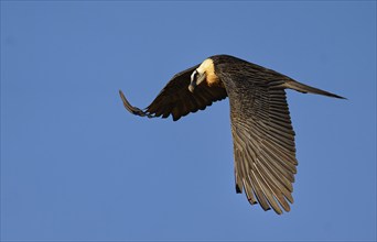 Old bearded vulture (Gypaetus barbatus) in flight, Catalonia, Pyrenees, Spain, Europe