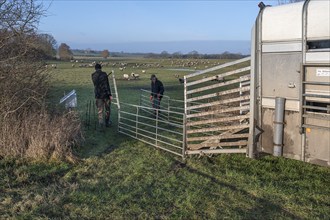 Shepherds prepare the sheep pens for loading, Mecklenburg-Vorpommern, Germany, Europe