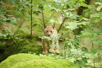 Eurasian lynx (Lynx lynx) youngster standing in a forest, Bavaria, Germany, Europe