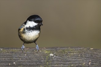 Coal Tit, Periparus ater, bird in forest at winter sun