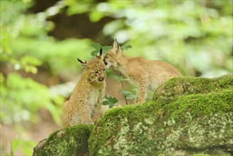 Eurasian lynx (Lynx lynx) youngsters sitting on a rock in a forest, Bavaria, Germany, Europe