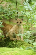 Eurasian lynx (Lynx lynx) youngster sitting in a forest, Bavaria, Germany, Europe