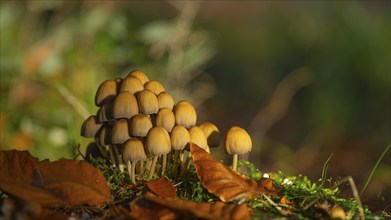 Common mica tintling (Coprinellus micaceus), close-up, nature photograph, Schneeren, Neustadt am