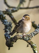 Female of Chaffinch, Fringilla coelebs, bird in forest at winter sun