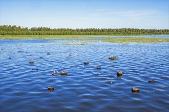 Tree stumps sticking out of the water at high water in a lake in spring