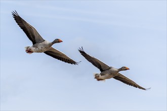 Greylag goose (Anser anser) in flight, wildlife, Germany, Europe