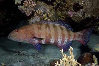 Red Sea trout perch (Plectropomus pessuliferus marisrubri) at night. Dive site Dangerous Reef, St