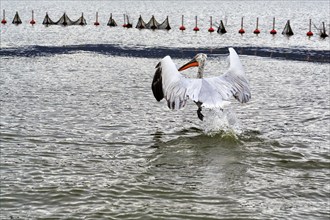 Dalmatian Pelican (Pelecanus crispus) flying off, Lake Kerkini, Lake Kerkini, Central Macedonia,