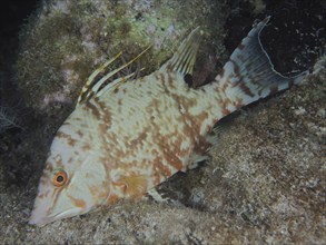 Hogfish (Lachnolaimus maximus), changes colour, dive site John Pennekamp Coral Reef State Park, Key