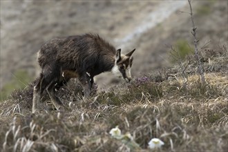 Chamois (Rupicapra rupicapra) fawn, young animal foraging, Austria, Upper Austria, dead mountains,