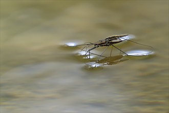 River skater (Aquarius najas, Gerris najas) couple, male paired with female, mating on water