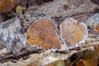 Autumn leaves with hoarfrost on deadwood, Zwillbrocker Venn, Münsterland, North Rhine-Westphalia,