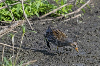 Spotted crake (Porzana porzana, Ortygometra porzana) juvenile foraging in marshland in summer