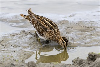 Common snipe (Gallinago gallinago) foraging in shallow water by probing soft mud at mudflat along