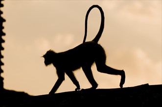 Silhouette of a monkey on a wall, ruins of Mandu, Madhya Pradesh, North India, India, Asia