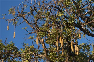 Kigelia (Kigelia africana), tree, fruit, tree fruit, flora, plant, evergreen, African, Moremi