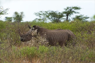 White rhinoceros (Ceratotherium simum), rhinoceros, rhino, free-living, wilderness, safari, travel,