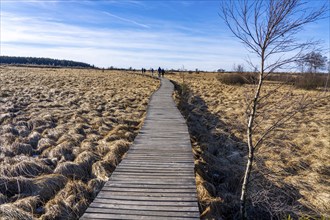 Hiking trail on wooden boardwalks through the High Fens, raised bog, in the Eifel and Ardennes