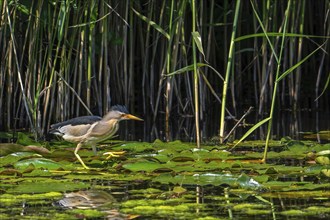 Common little bittern (Ixobrychus minutus, Ardea minuta) adult male walking over water lily pads