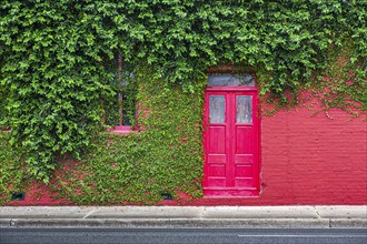 Ivy covered bright red brick wall with bright red door in downtown Green Cove Springs, Florida,