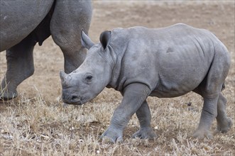 Southern white rhinoceroses (Ceratotherium simum simum), mother and calf, young rhino walking,