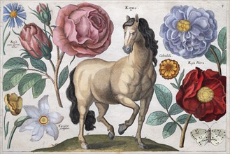 Horse, butterfly and roses, from Animalium, ferarum, bestiarum, florum, fructuum muscarum