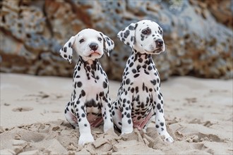 Two cute young dalmatian dogs seated on sand, AI generated