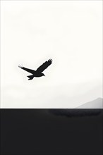 Abstract minimalist illustration of a flying bird embodying the concept of freedom, AI generated