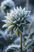 Detailed close-up of frost patterns on a dahlia flower, AI generated