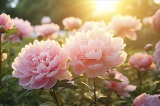 Pink peony flowers win sunlight. KI generiert, generiert AI generated