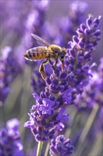 Bee, honey bee (Apis sp.) sitting on a lavender flower (Lavandula), AI generated, AI generated, AI