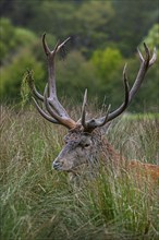 Red deer (Cervus elaphus) stag with big antlers resting in tall grass in grassland at edge of