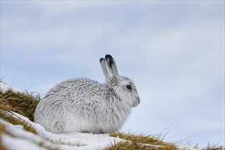 Mountain hare, alpine hare, snow hare (Lepus timidus) in white winter pelage resting in the hills