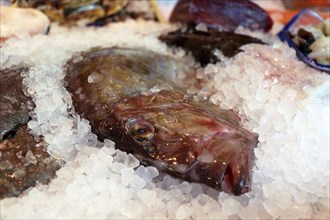 Close-up of a fish counter with fish and seafood