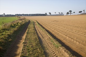 To be captioned after editing Track crossing sandy fields of farmland on Suffolk Sandlings,