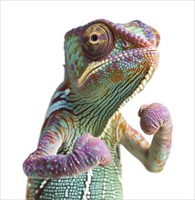 Beautiful chameleon standing ready to fight with his fists up isolated on a white background, AI