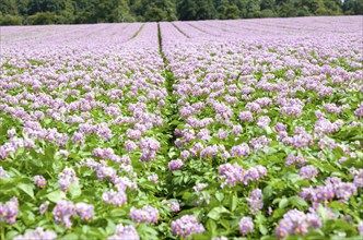 Pink purple flowers blossom potato plant in field, Sutton, Suffolk, England, UK