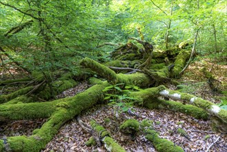 The Sababurg primeval forest, or primeval forest in the Reinhardswald, is a 95-hectare biotope